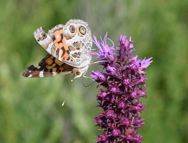 owl moth on flower