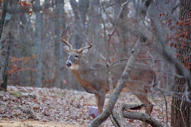 Photo of a buck by Heidi Morice
