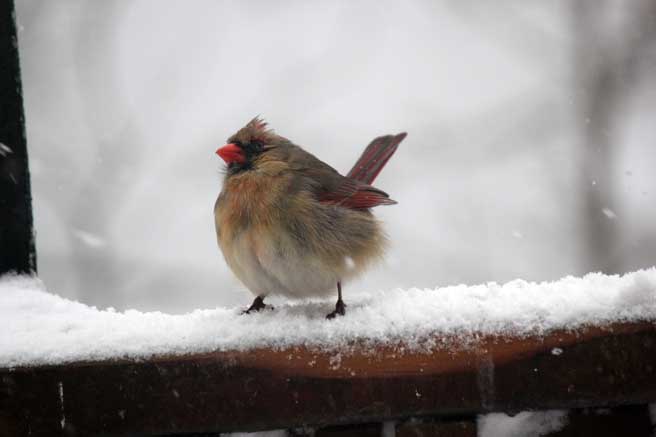 Female Cardinal in Snow by Gary Barton