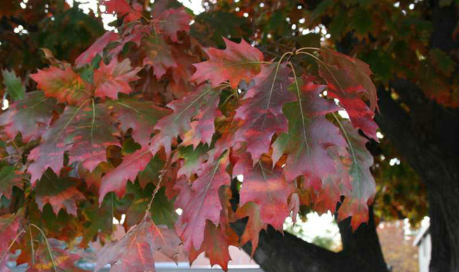 Red oak